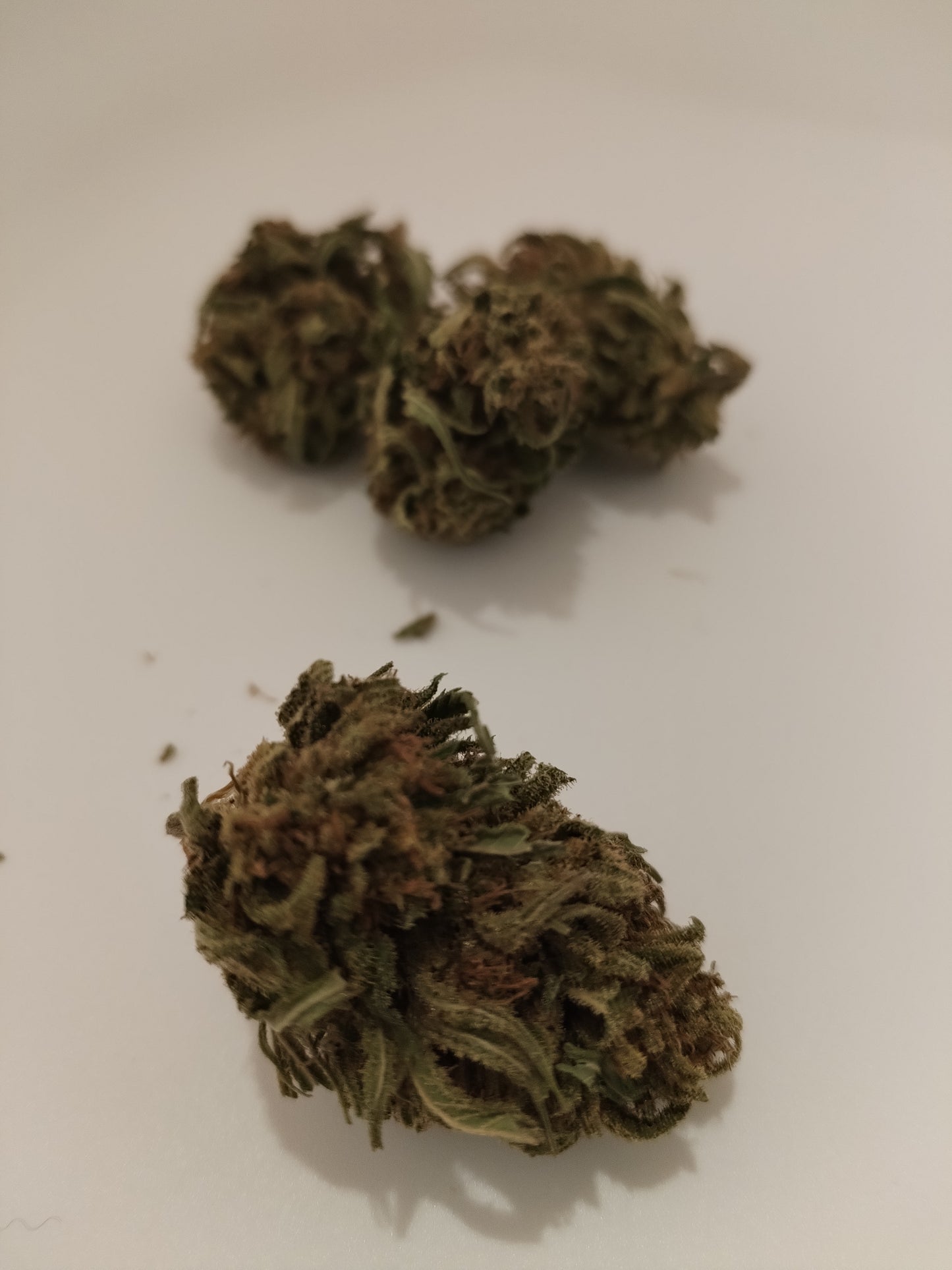 Bubble Gum, fleur de chanvre CBD