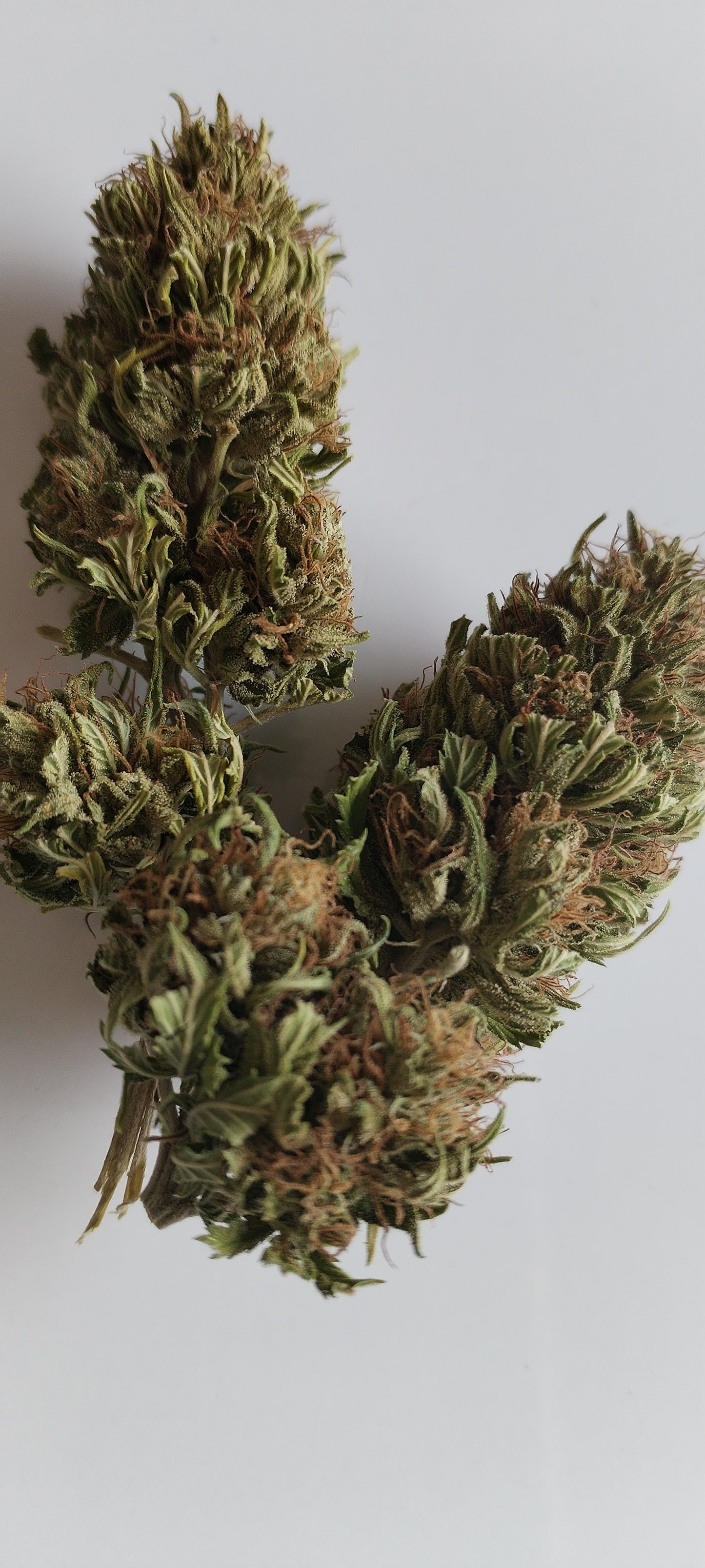 Fleur de chanvre Enectarol CBG