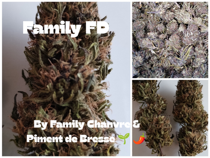 Fleur de chanvre Family FD