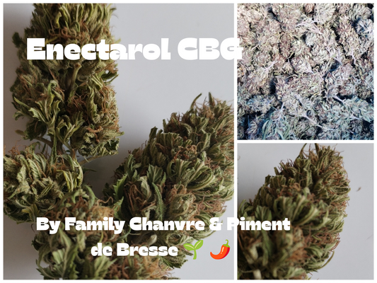Fleur de chanvre Enectarol CBG