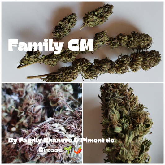 Fleur de chanvre Family CM ❤️