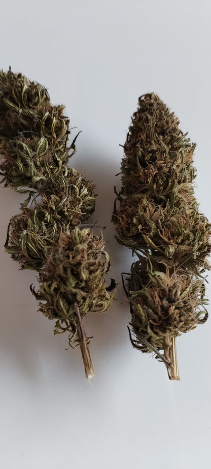 Fleur de chanvre Family FD