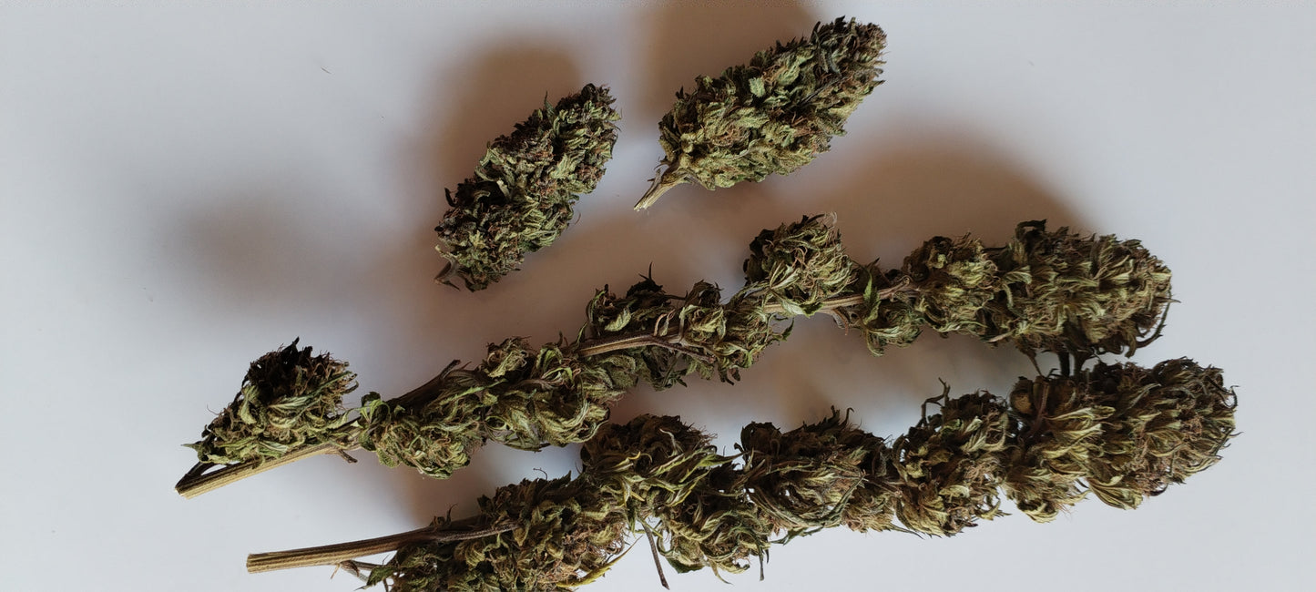 Fleur de chanvre Family CM ❤️