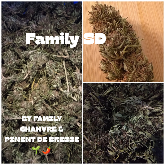 Fleur de chanvre Family SD