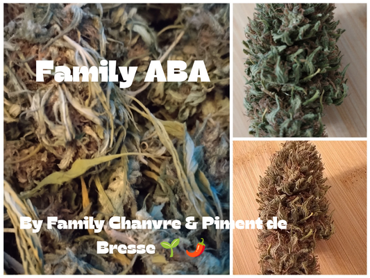 Fleur de chanvre Family Aba